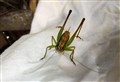 grasshopper2018.jpg